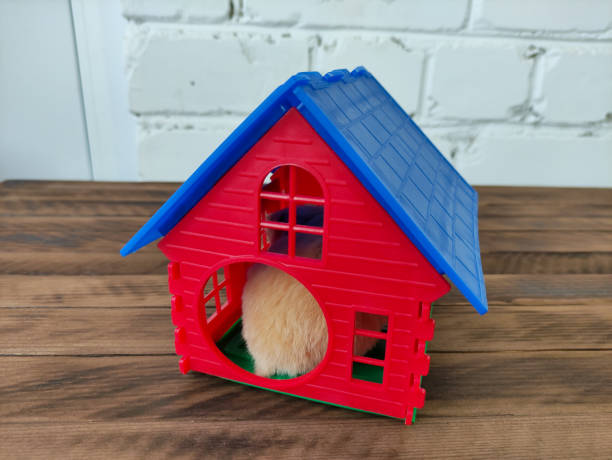 그의 집에 있는 시리아 오렌지 햄스터, 뒤에서 바라보는 모습 - rodent hamster small apartment 뉴스 사진 이미지