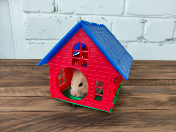그의 집에 숨어 있는 시리아 오렌지 햄스터 - rodent hamster small apartment 뉴스 사진 이미지