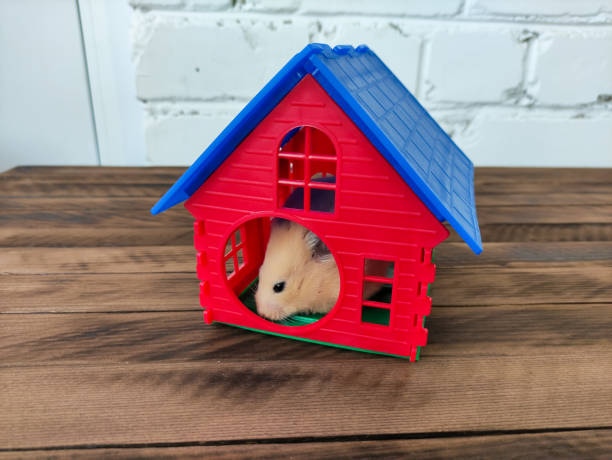 그의 집에 있는 시리아 오렌지 햄스터 - rodent hamster small apartment 뉴스 사진 이미지