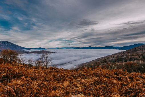 Slow moving clouds over the pine forest