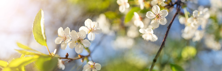 Beautiful panoramic view of cherry blossom in spring. Tender white flowers on flexible branches.