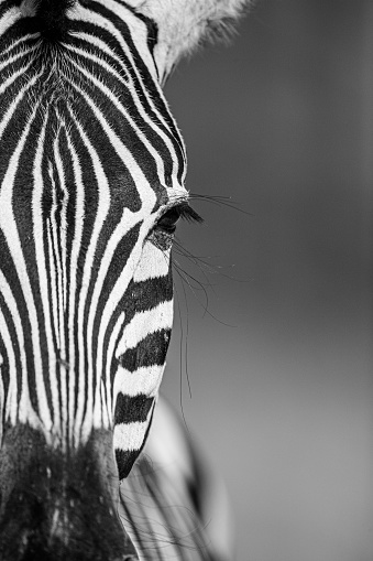 a yawning zebra with a funny face isolated on white background