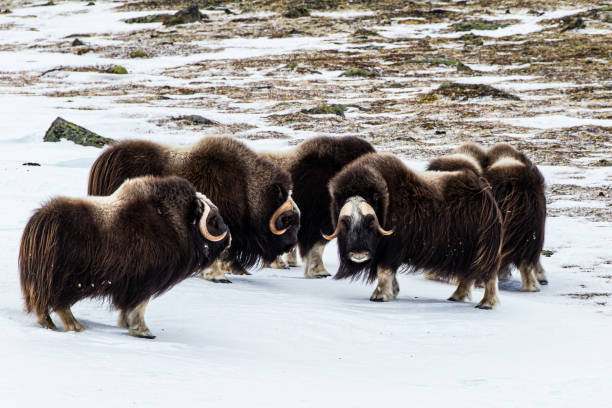 istock Musk ox walk and feed between the moss-covered rocks 1310931478