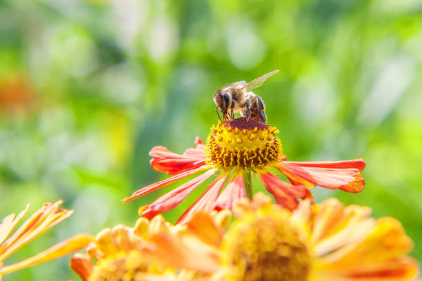 istock Honey bee covered with yellow pollen drink nectar, pollinating orange flower. Inspirational natural floral spring or summer blooming garden or park background. Life of insects. Macro close up 1310933107