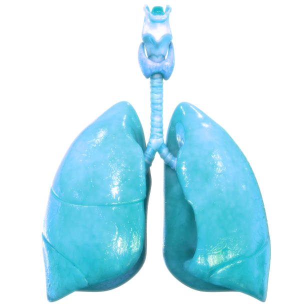 istock Human Respiratory System Lungs Anatomy 1310933213