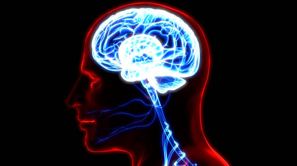 istock Central Organ of Human Nervous System Brain Anatomy 1310933264