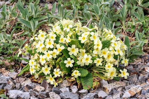 Primrose (primula vulgaris) a spring flowering plant with a yellow springtime flower between March and May, stock photo image