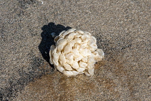 Whelk eggs clouds (Buccinum undatum) washed up on a sandy beach in South Wales UK which are  commonly known as fisherman's soap or sea wash balls, stock photo image