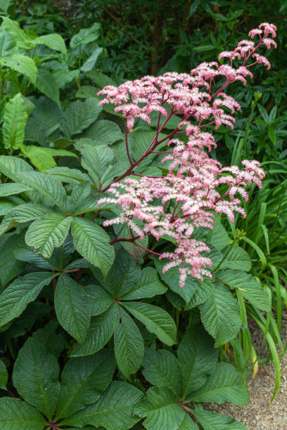 istock Shrub with pink small flowers. 1310936443