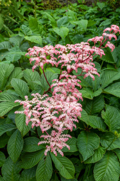 istock Shrub with pink small flowers. 1310936479