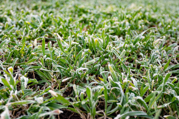 winter cereals winter cereals under the snow in spring winter rye stock pictures, royalty-free photos & images