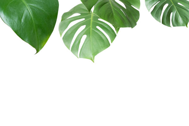 istock Green plant monstera on white background. 1310937372