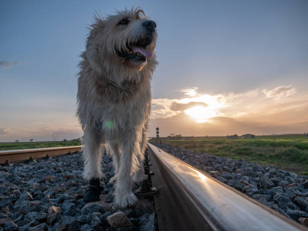 istock LONG HAIRED BROWN SHEPHERD TYPE DOG, WALKING ON THE TRAIN WHILE THE SUNSETS 1310937839