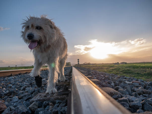 istock LONG HAIRED BROWN SHEPHERD TYPE DOG, WALKING ON THE TRAIN WHILE THE SUNSETS 1310937860