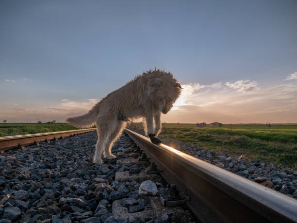 istock LONG HAIRED BROWN SHEPHERD TYPE DOG, WALKING ON THE TRAIN WHILE THE SUNSETS 1310937867