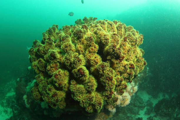 Green tree coral in South Africa stock photo