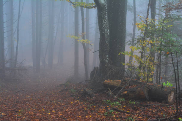 istock Late autumn foggy forest 1310939761