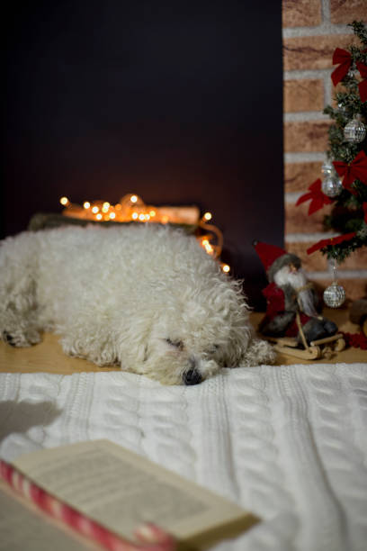 istock Cute dog puppy in front of Christmas tree 1310940272