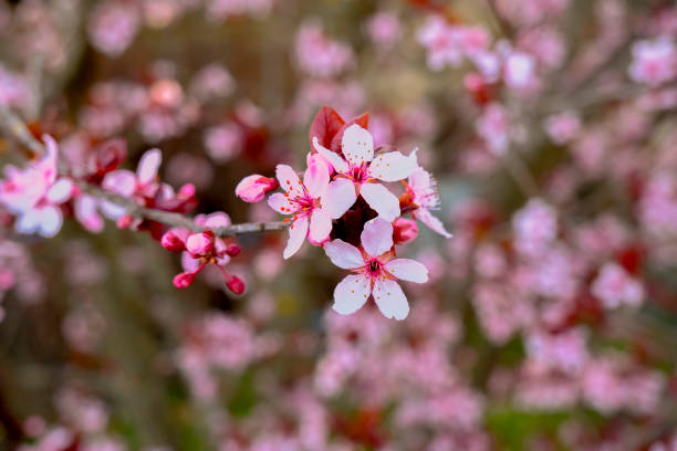 istock Beautiful pink spring blossom branch on tree close-up across blurred floral background. Natural spring background. Copy space. 1310940683