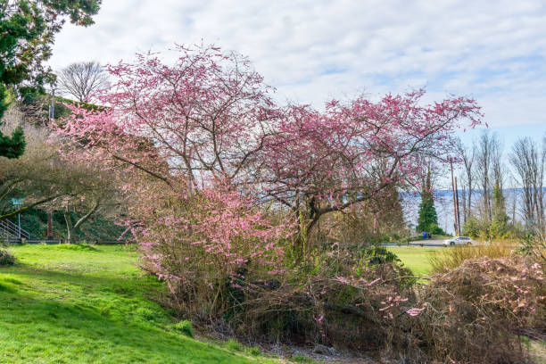 istock Dogwood At Park 4 1310941067