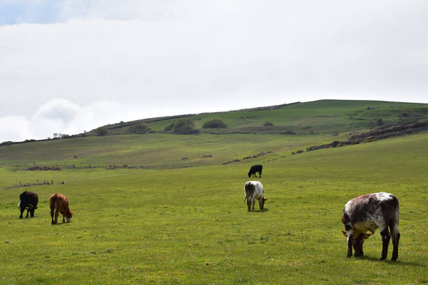 istock Cow roaming in a pasture in England. 1310942010