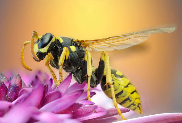 istock Macroscopic detail of a wasp 1310942525