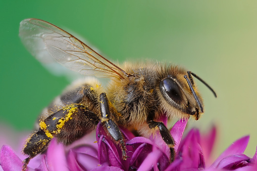 Detail of a Bombus of the genus Hymenoptera of the Apidae family