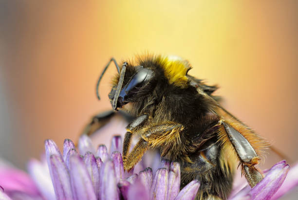 istock Macro image of a Bombus on a flower 1310942542