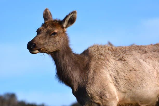 istock sunlit face of a young male elk 1310942548