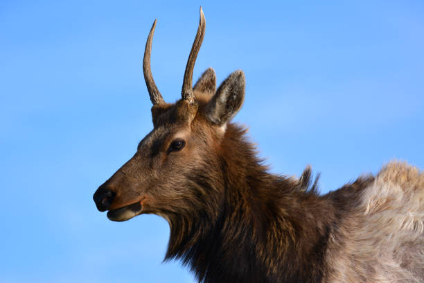 istock sunlit portrait of an elk's face 1310942551
