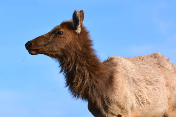 istock closeup of elk face 1310942569
