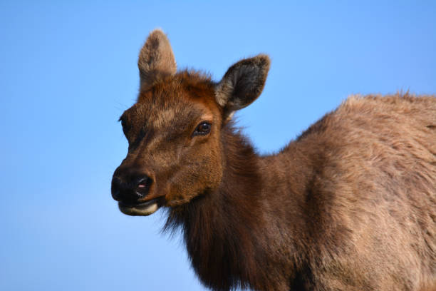 istock closeup of elk face 1310942591