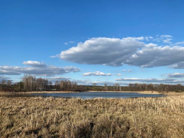 istock Pond in wild nature 1310943472