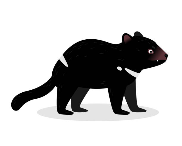 352 Tasmanian Devil Illustrations & Clip Art - iStock | Tasmanian devil  tumor, Tasmanian devil teeth, Tasmanian devil illustration