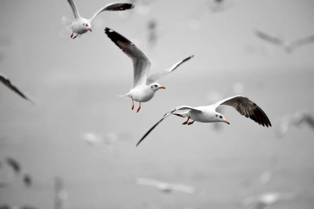 istock Art file Seagull flying in a black and white sky as a background. 1310944248