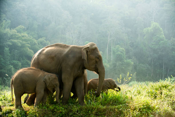 Elephant family wildlife walking through the meadow in the morning. Asia safari elephant family wildlife walking through the meadow in the morning. asian elephant stock pictures, royalty-free photos & images