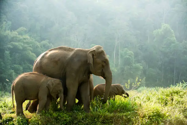 Asia safari elephant family wildlife walking through the meadow in the morning.