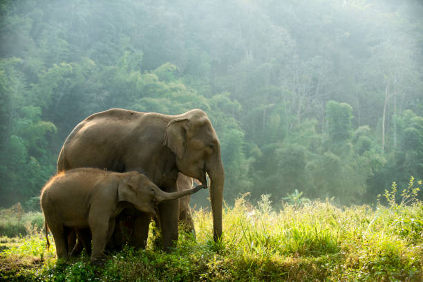 asia safari elefanten familie wildtiere wandern durch die wiese am morgen. - elefant stock-fotos und bilder