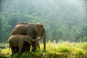 Asia safari elephant family wildlife walking through the meadow in the morning.
