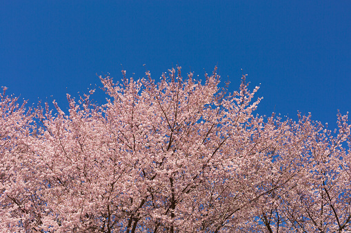 pink sakura tree