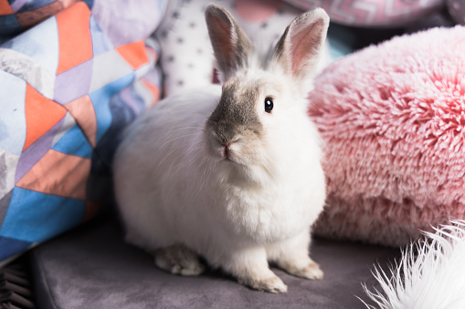 Cute fluffy rabbit sits on the background of colored pillows