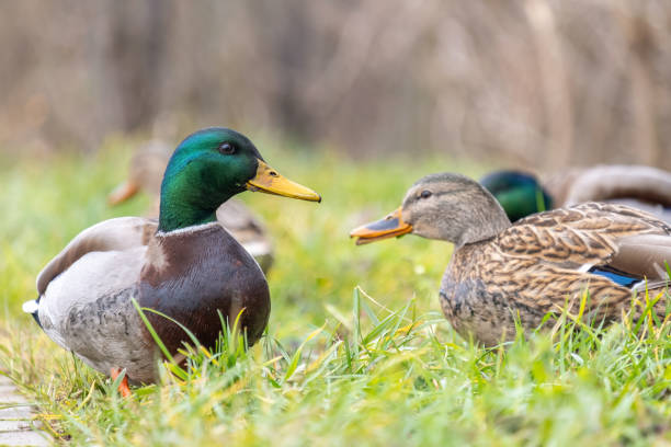 istock Two wild ducks walking in summer park. 1310947668