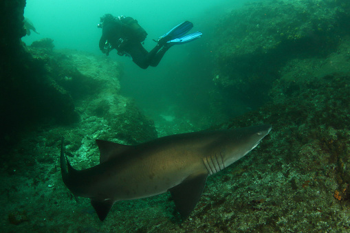 Ragged tooth shark (Carcharias taurus) in the marine protected area of Aliwal Shoal on the east coast of South Africa.