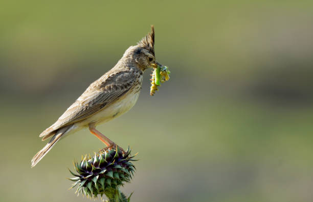 Crested lark and it’s prey A crested lark bird and it’s prey grasshopper galerida cristata stock pictures, royalty-free photos & images