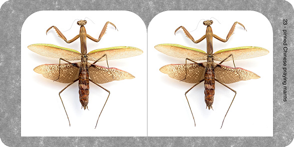 Pinned Chinese praying mantis, Tenodera sinensis. Holmes wall format stereograph card. Original 7 inch x 3.5 inch at 360 dpi.