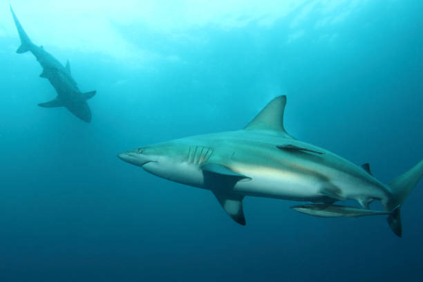 Blacktip shark in South Africa stock photo