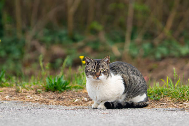 istock Cat portraited in hte outdoor spring environment 1310950080