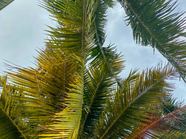istock Coconut leaves are taken from the bottom side 1310952116