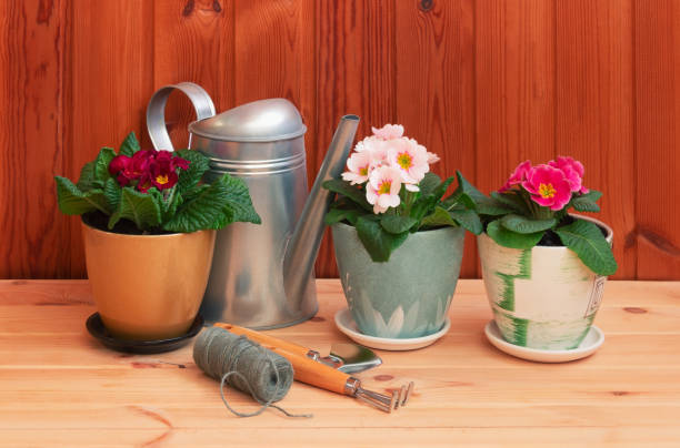 istock Gardening tools and colorful primula flowers on wooden table. Selective focus. 1310952162