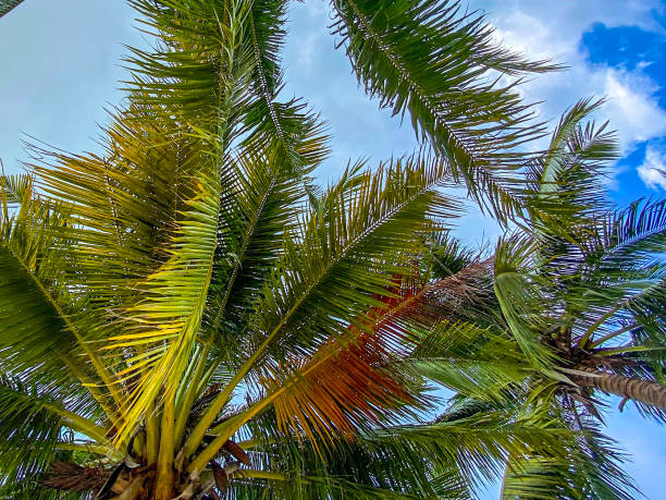 istock Coconut leaves are taken from the bottom side 1310952177